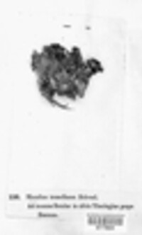 Phlebia tremellosa image